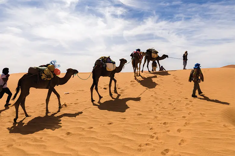 CAMEL RACE TOUR image 1